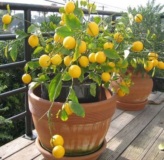 Growing-Lemon-In-Containers-Pic-Source-NurseryLive.-1.jpg