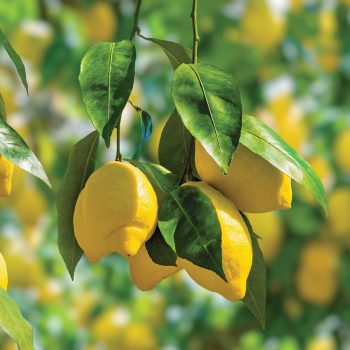 Lemon-Tree-lemons.jpg Lemon-Tree-lemons.jpg