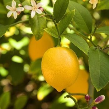 large-lemon-tree-500×500-1.jpg large-lemon-tree-500x500-1.jpg