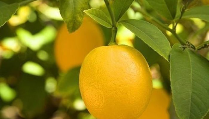large-lemon-tree-500×500-2.jpg large-lemon-tree-500x500-2.jpg